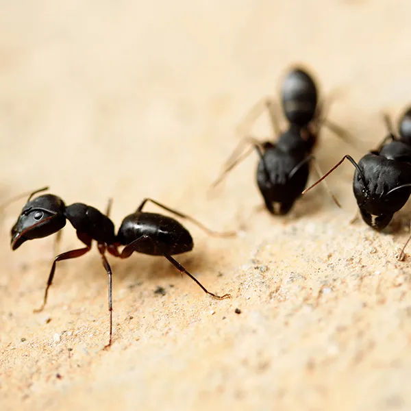 Pest Control Family