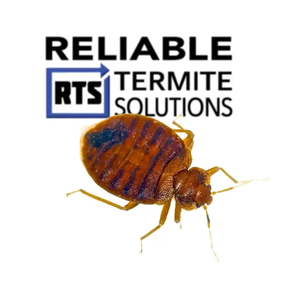 Bed Bug Photo