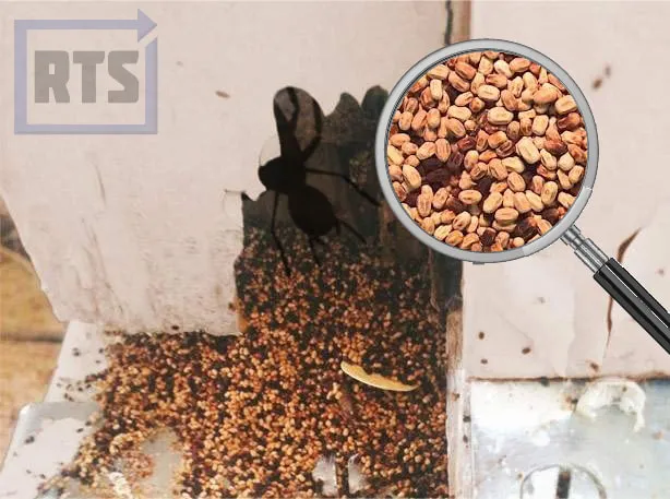 Termite Inspection Evidence Modesto CA