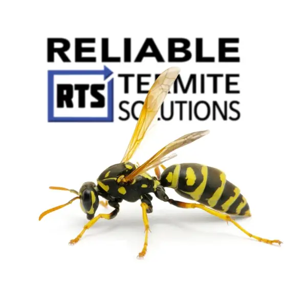 Stinging Insect Information