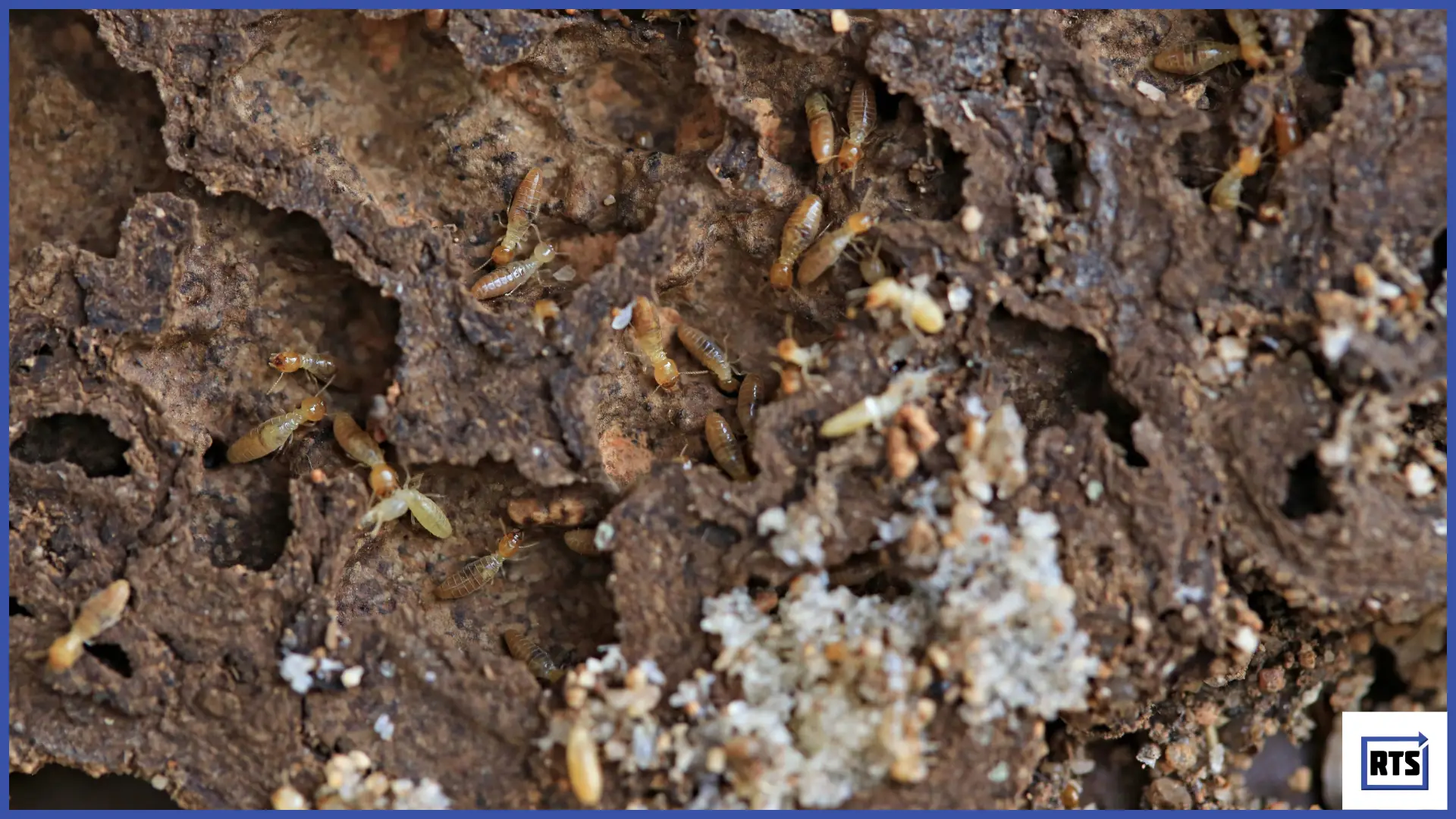 Illustration of subterranean, drywood, and dampwood termites