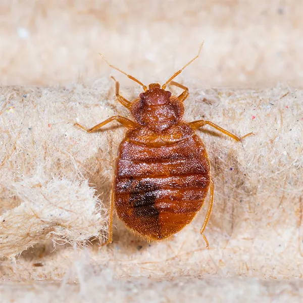 Pest Control Family