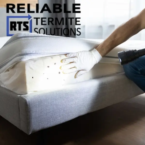 Bed Bug Services