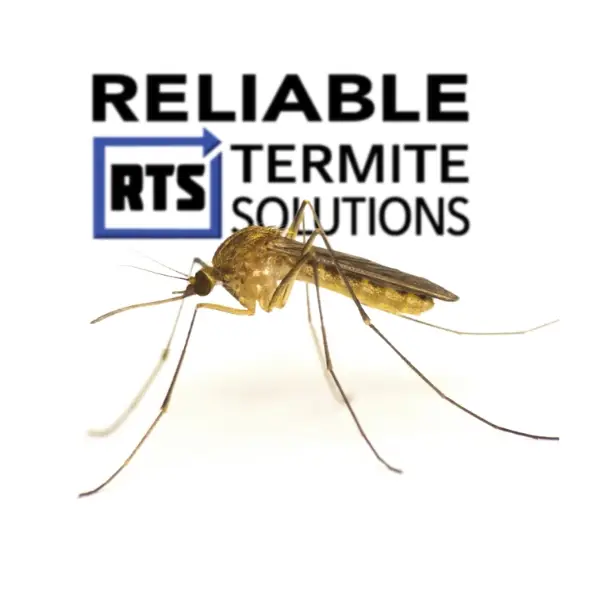 Mosquito Photo