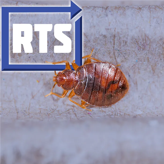 Bed Bug On Mattress