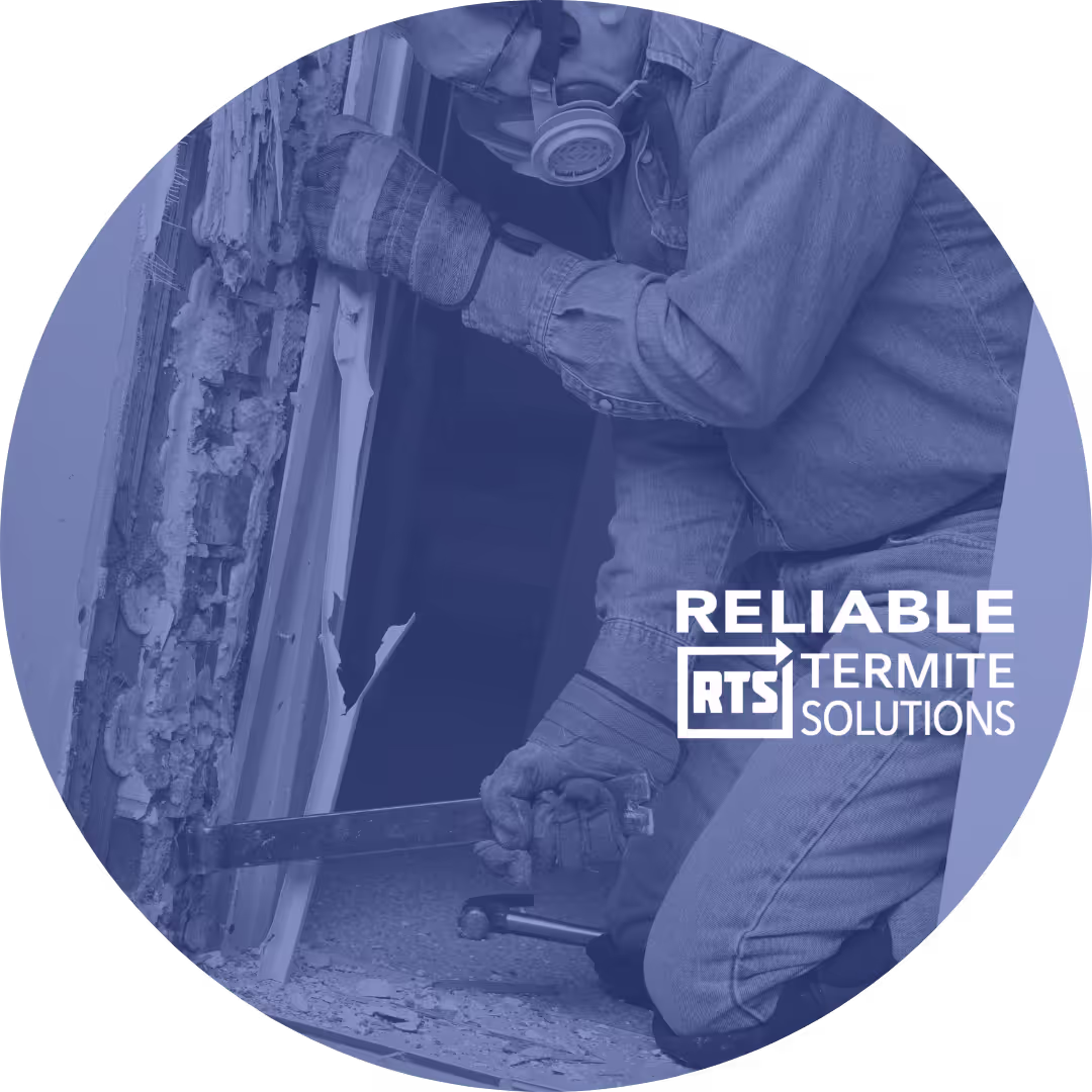 Termite Control Services In Patterson