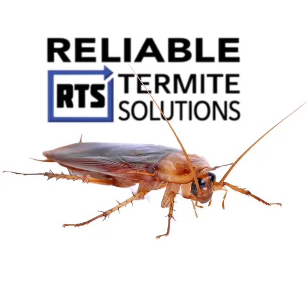 Cockroach Control Services