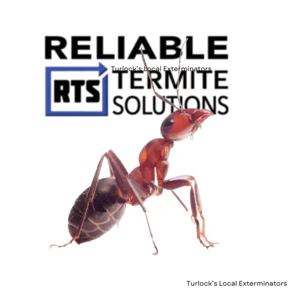 Ant Exterminator Near Me