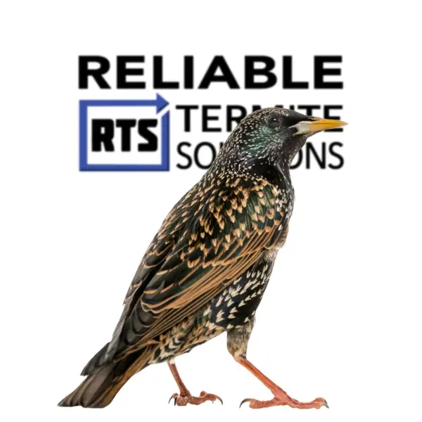 Bird Exterminator Close By